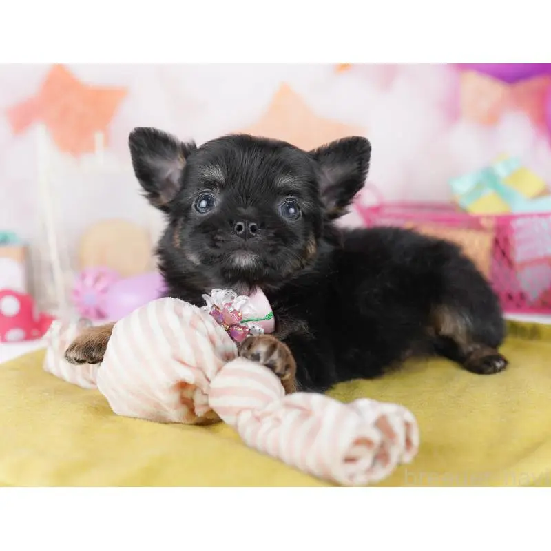 販売中の千葉県のチワワ(ロングコート)-456838の8枚目