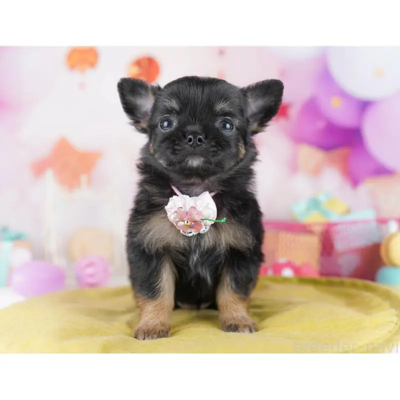 販売中の千葉県のチワワ(ロングコート)-456838の7枚目