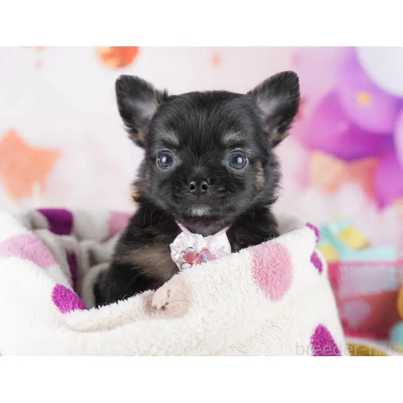 販売中の千葉県のチワワ(ロングコート)-456838の6枚目