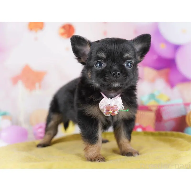 販売中の千葉県のチワワ(ロングコート)-456838の5枚目