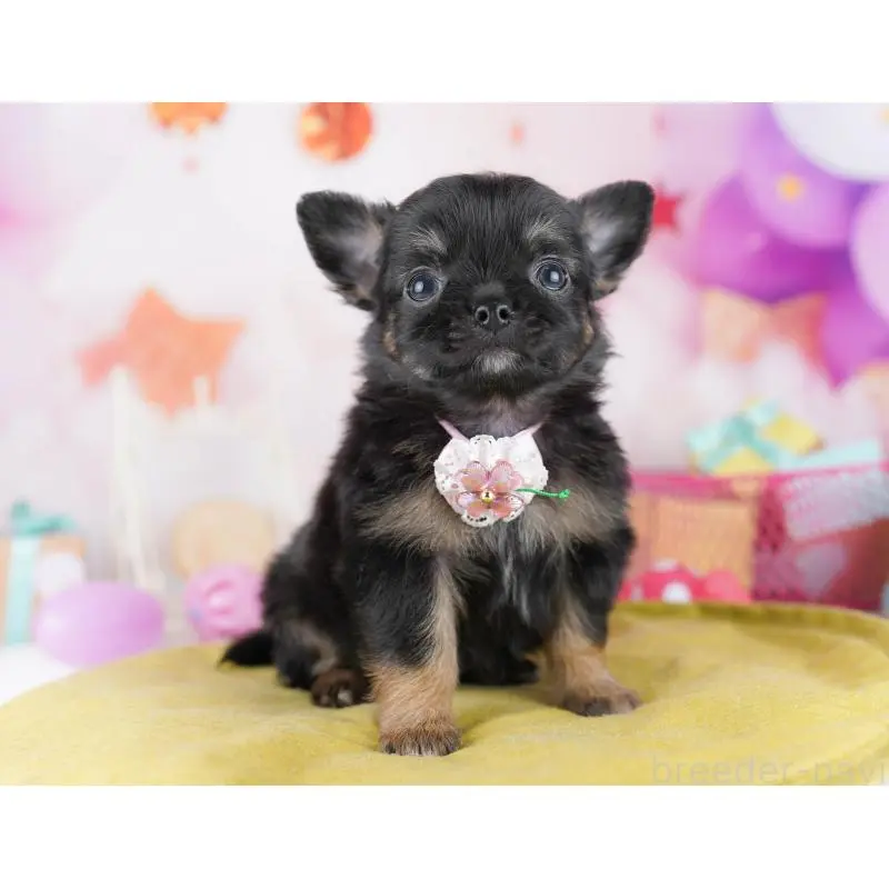 販売中の千葉県のチワワ(ロングコート)-456838の4枚目