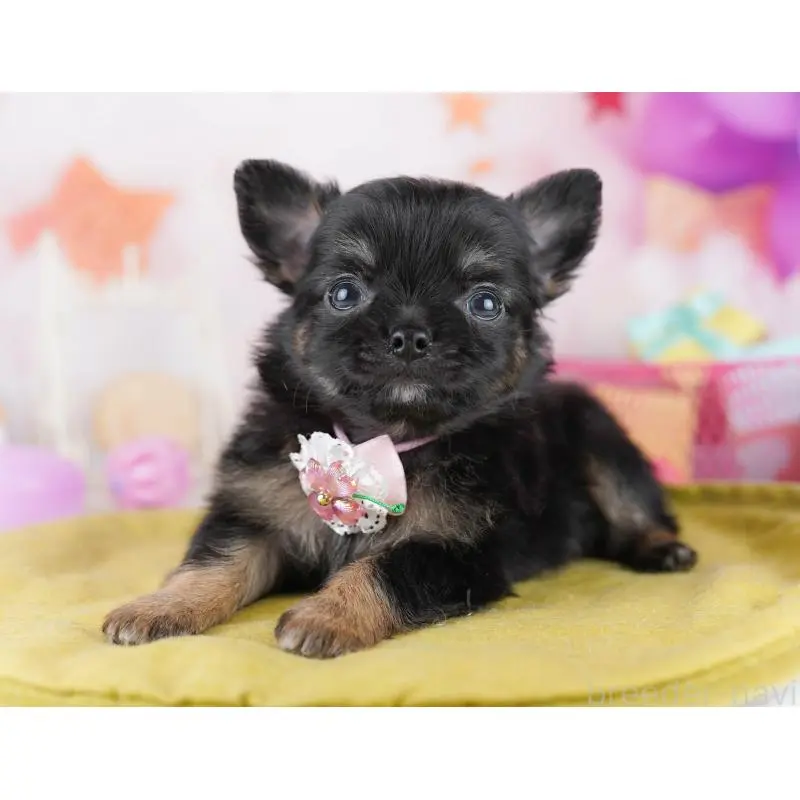 販売中の千葉県のチワワ(ロングコート)-456838の3枚目