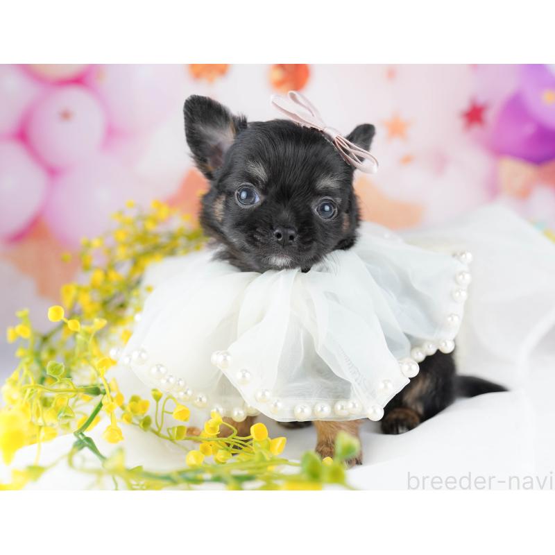 販売中の千葉県のチワワ(ロングコート)-456838の2枚目