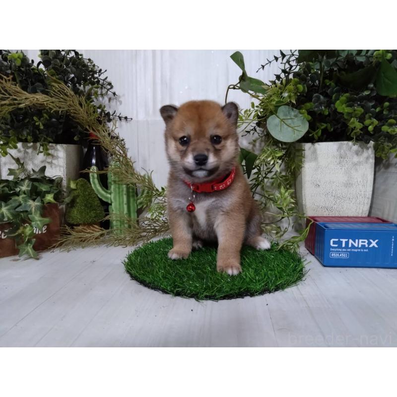 販売中の三重県の豆柴-452440