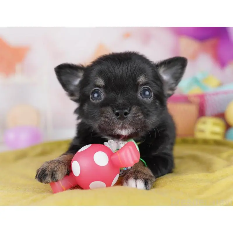 販売中の千葉県のチワワ(ロングコート)-456834の11枚目