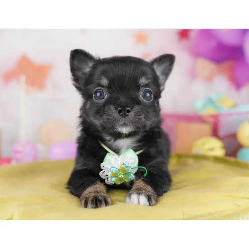 販売中の千葉県のチワワ(ロングコート)-456834の10枚目