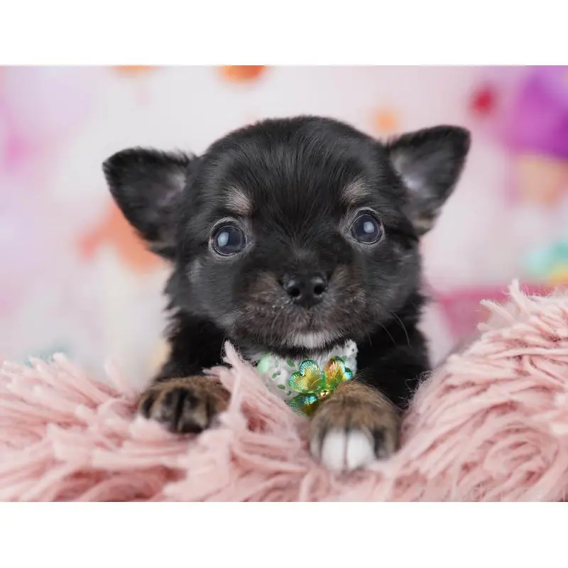 販売中の千葉県のチワワ(ロングコート)-456834の9枚目