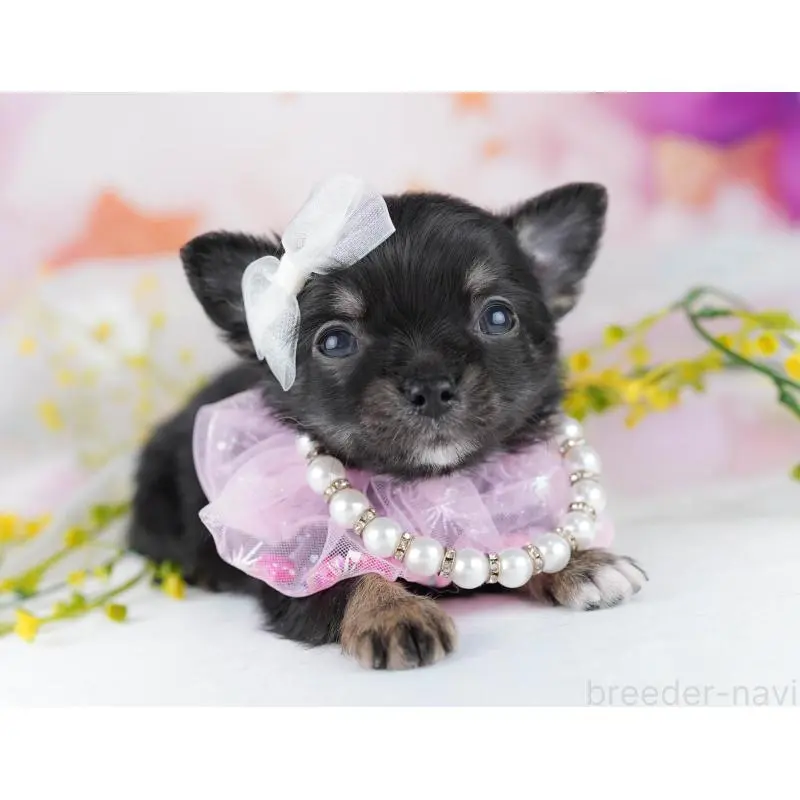 販売中の千葉県のチワワ(ロングコート)-456834の8枚目