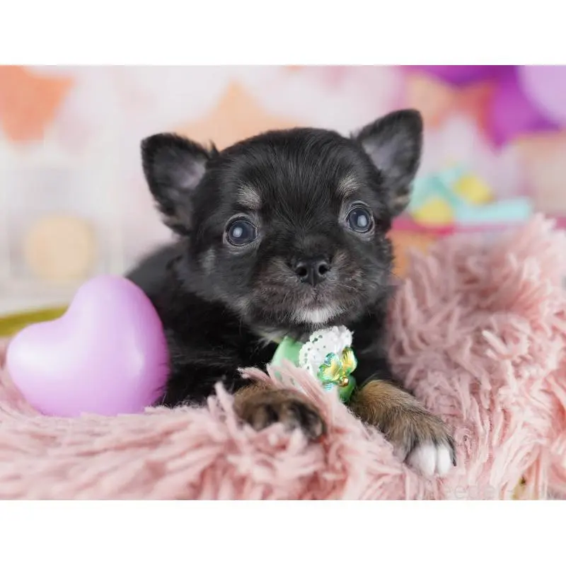 販売中の千葉県のチワワ(ロングコート)-456834の7枚目