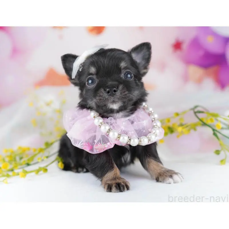 販売中の千葉県のチワワ(ロングコート)-456834の5枚目