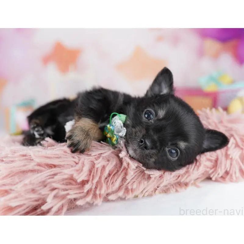 販売中の千葉県のチワワ(ロングコート)-456834の6枚目