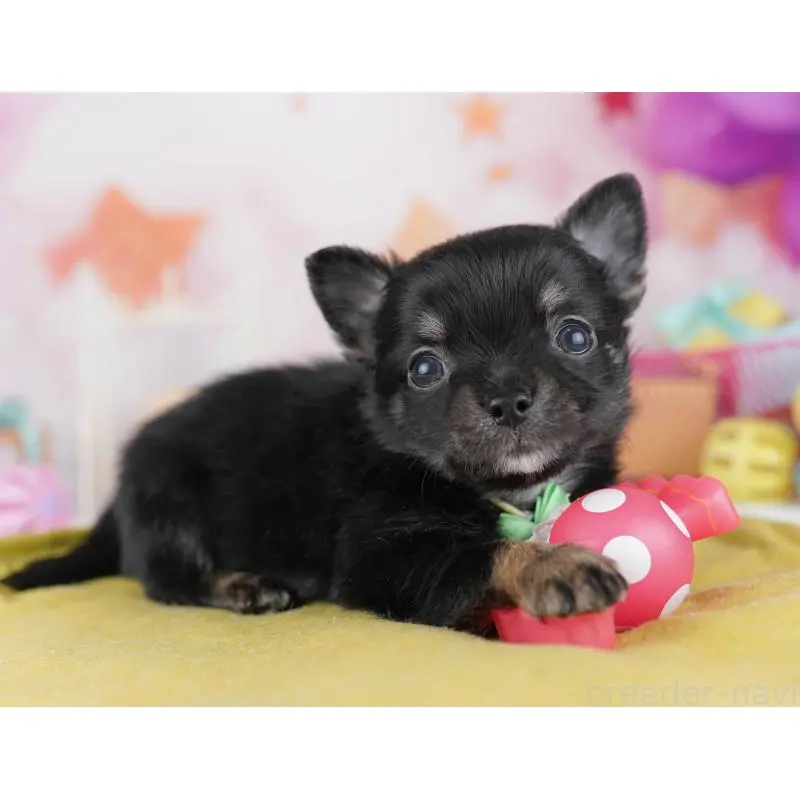 販売中の千葉県のチワワ(ロングコート)-456834の4枚目