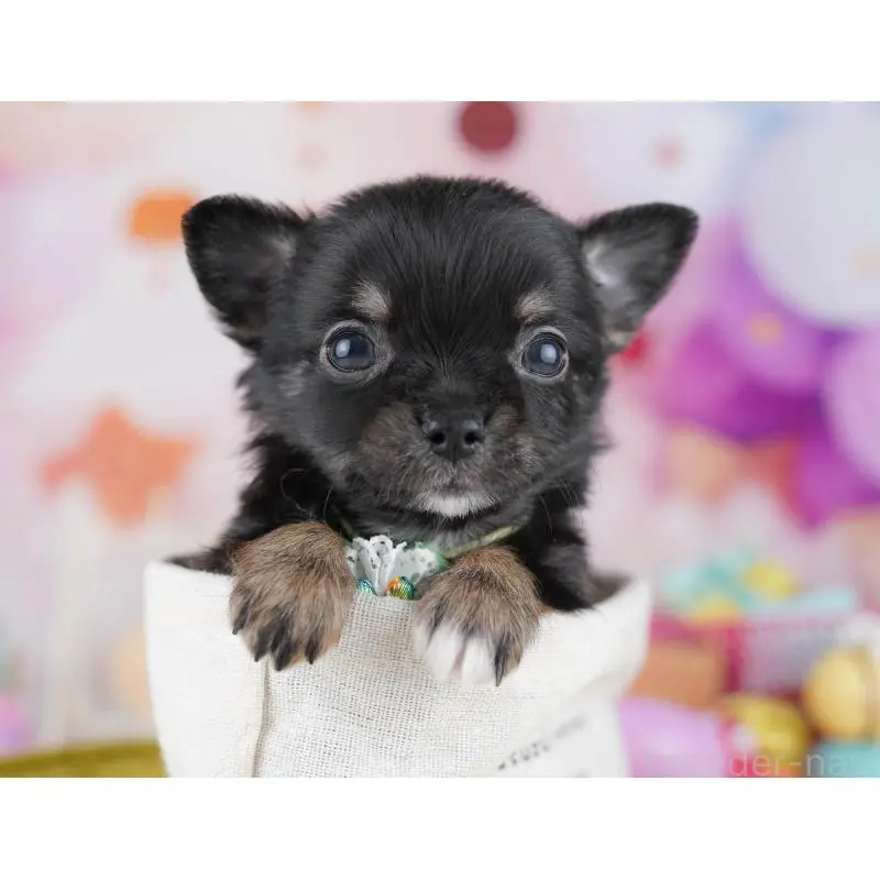 販売中の千葉県のチワワ(ロングコート)-456834の2枚目