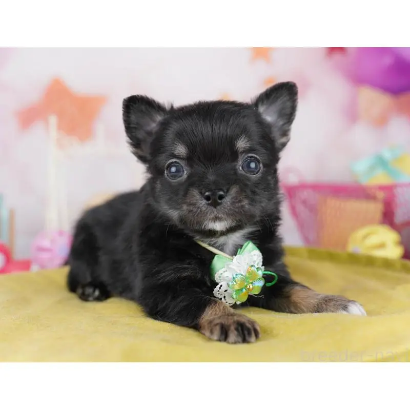 販売中の千葉県のチワワ(ロングコート)-456834の3枚目