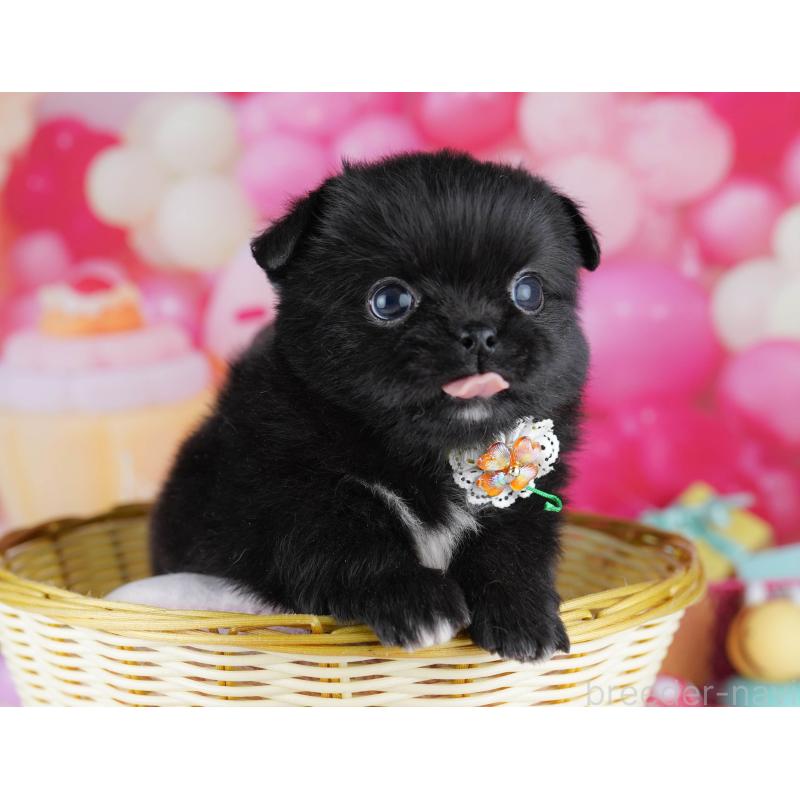 販売中の千葉県のミックス犬-456832の10枚目