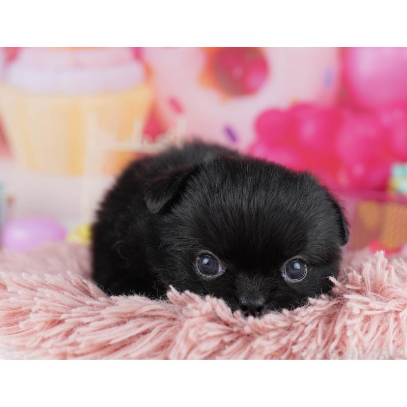 販売中の千葉県のミックス犬-456832の9枚目