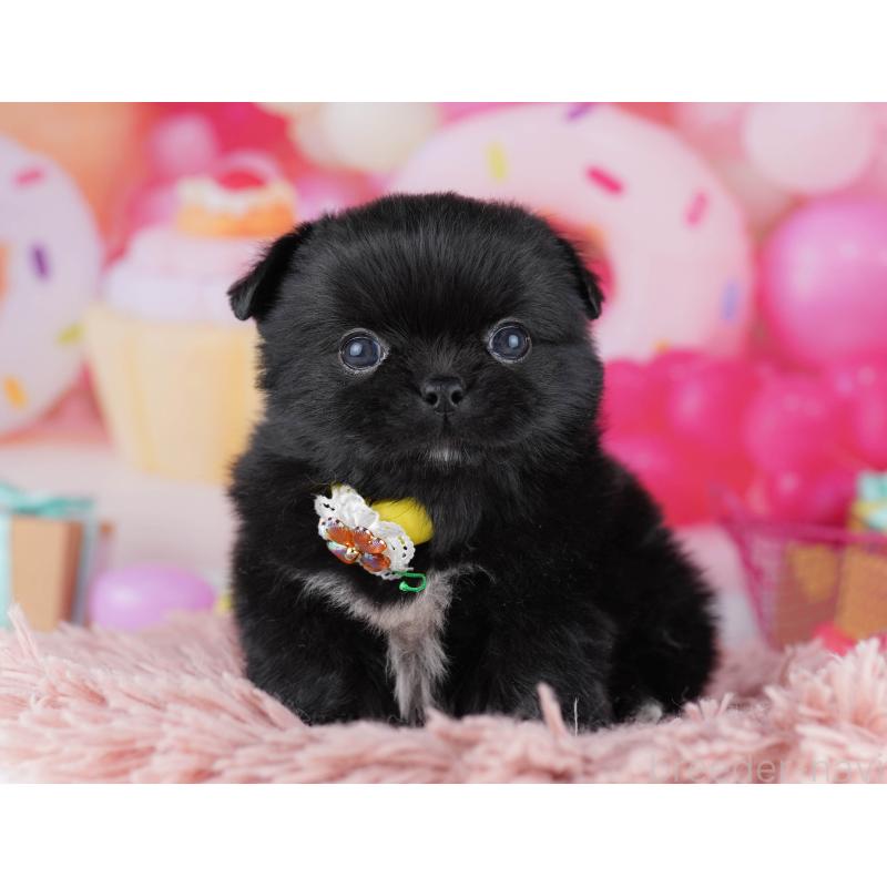 販売中の千葉県のミックス犬-456832の8枚目