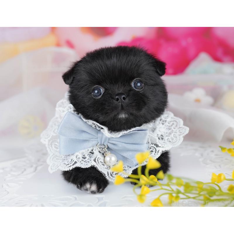 販売中の千葉県のミックス犬-456832の7枚目