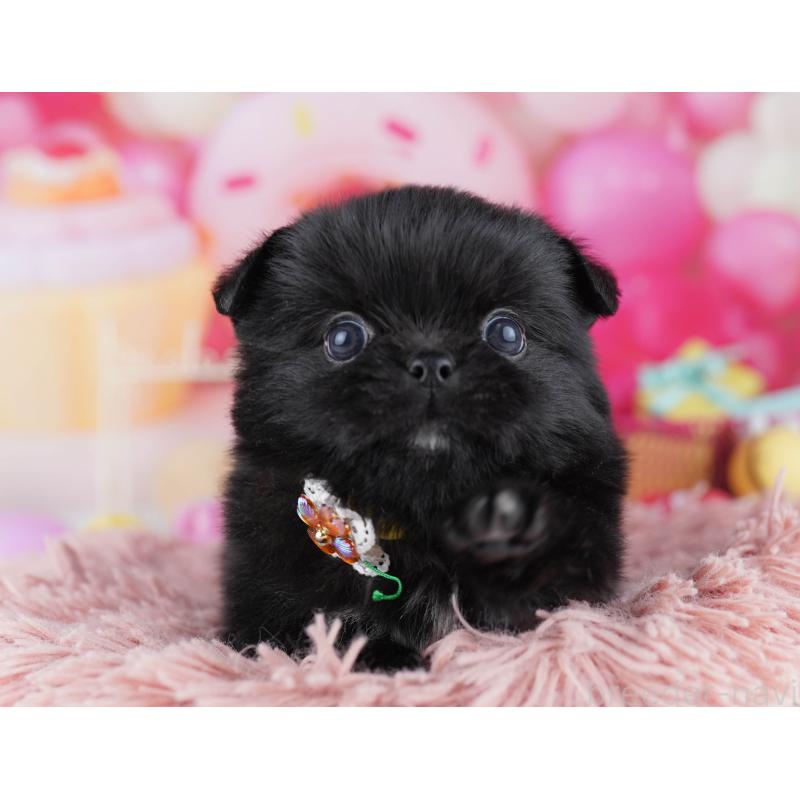 販売中の千葉県のミックス犬-456832の6枚目