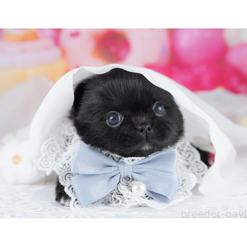 販売中の千葉県のミックス犬-456832の5枚目