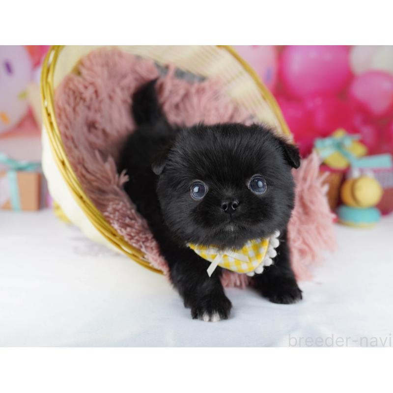 販売中の千葉県のミックス犬-456832の3枚目