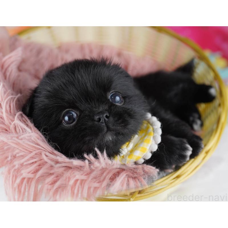 販売中の千葉県のミックス犬-456832の4枚目