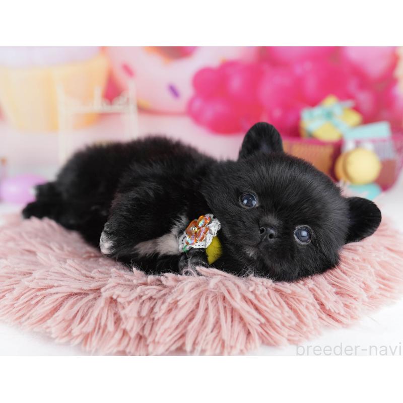 販売中の千葉県のミックス犬-456832の2枚目