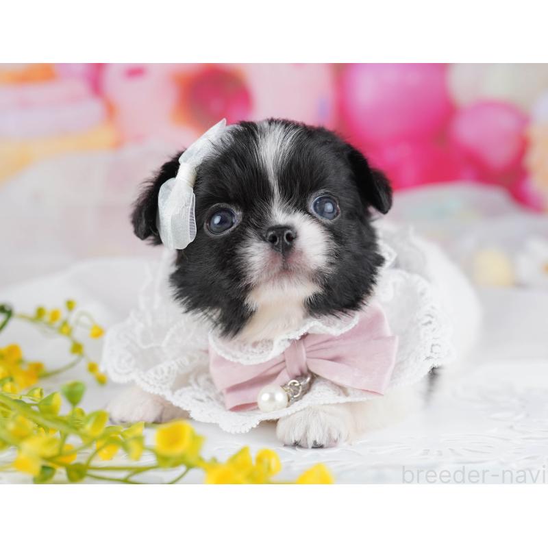 販売中の千葉県のミックス犬-456829の11枚目