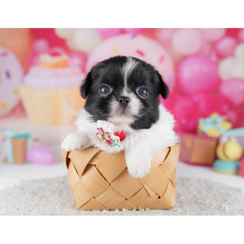 販売中の千葉県のミックス犬-456829の10枚目