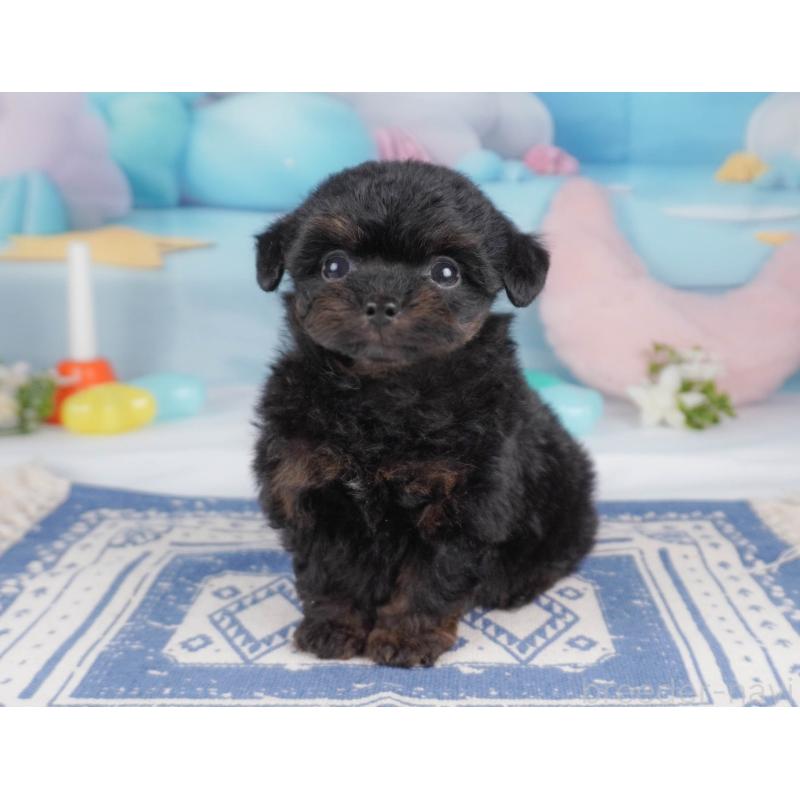 販売中の栃木県のチワプー:チワワ×トイプードル-456753