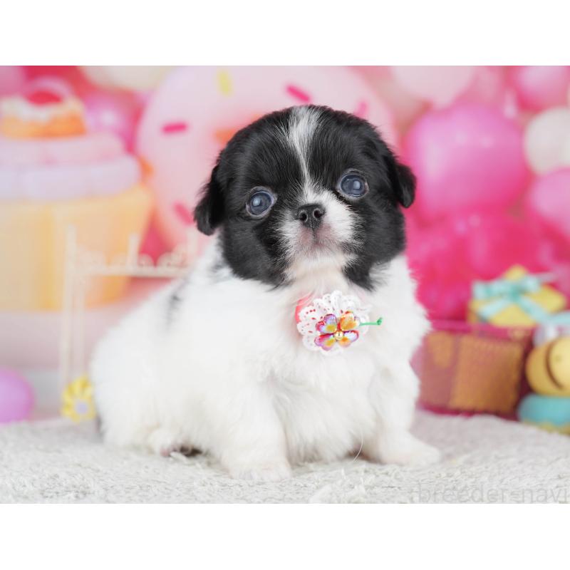 販売中の千葉県のミックス犬-456829の9枚目