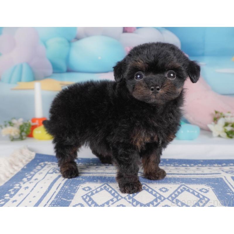 販売中の栃木県のチワプー:チワワ×トイプードル-456753の13枚目