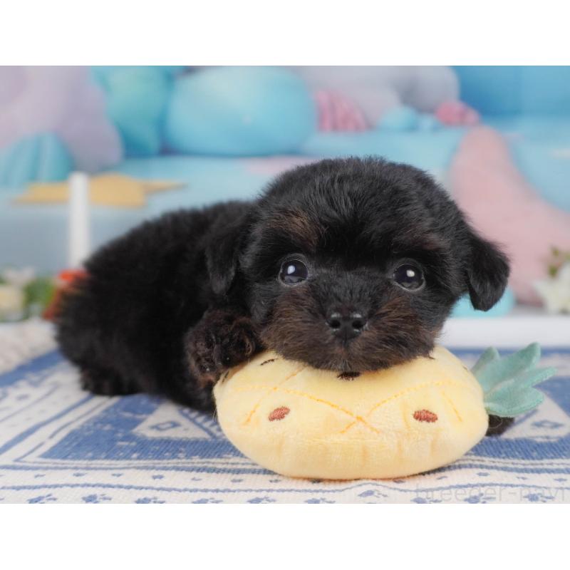 販売中の栃木県のチワプー:チワワ×トイプードル-456753の12枚目