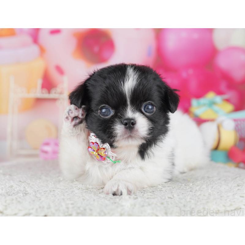 販売中の千葉県のミックス犬-456829の8枚目