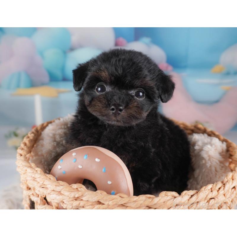 販売中の栃木県のチワプー:チワワ×トイプードル-456753の11枚目