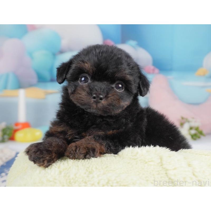 販売中の栃木県のチワプー:チワワ×トイプードル-456753の10枚目