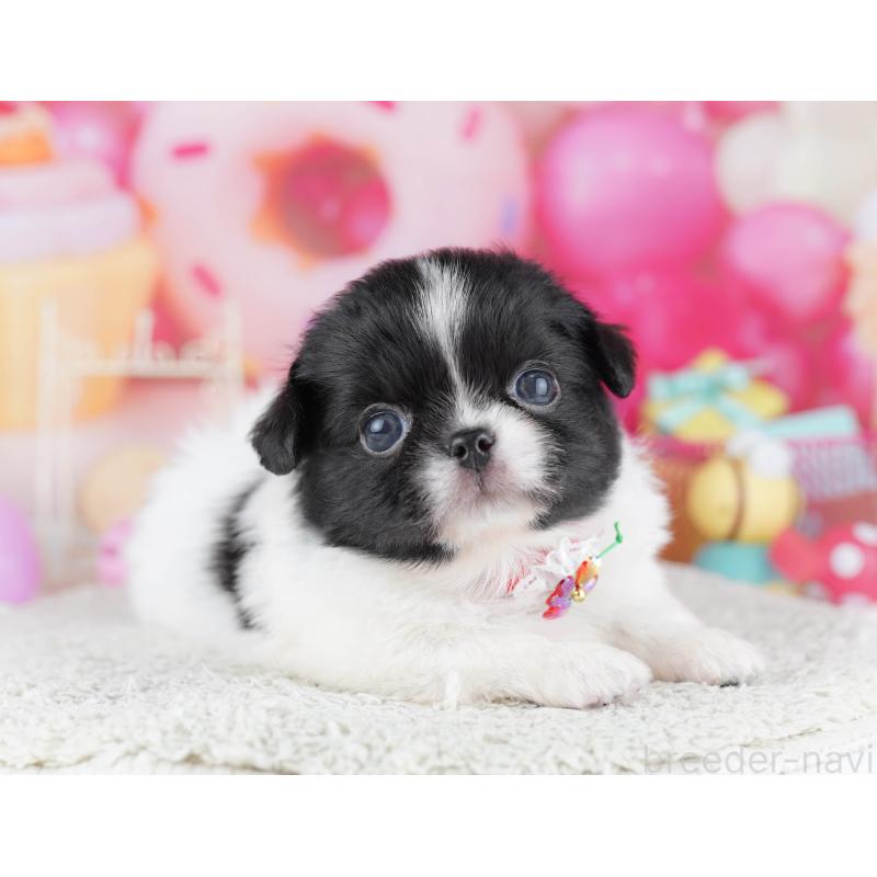 販売中の千葉県のミックス犬-456829の7枚目