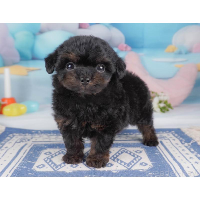 販売中の栃木県のチワプー:チワワ×トイプードル-456753の9枚目