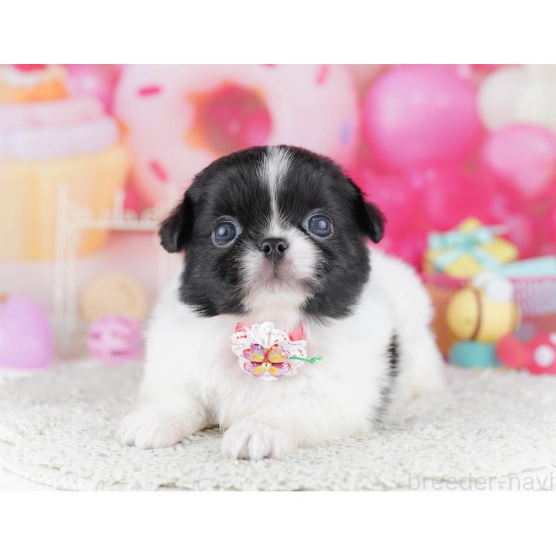 販売中の千葉県のミックス犬-456829の6枚目