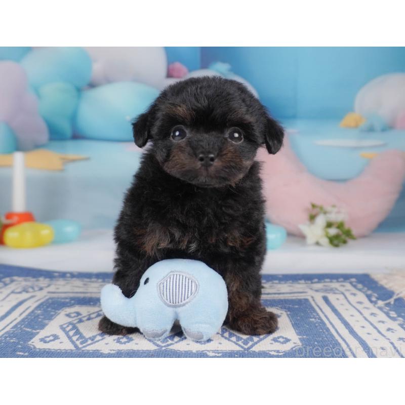 販売中の栃木県のチワプー:チワワ×トイプードル-456753の8枚目