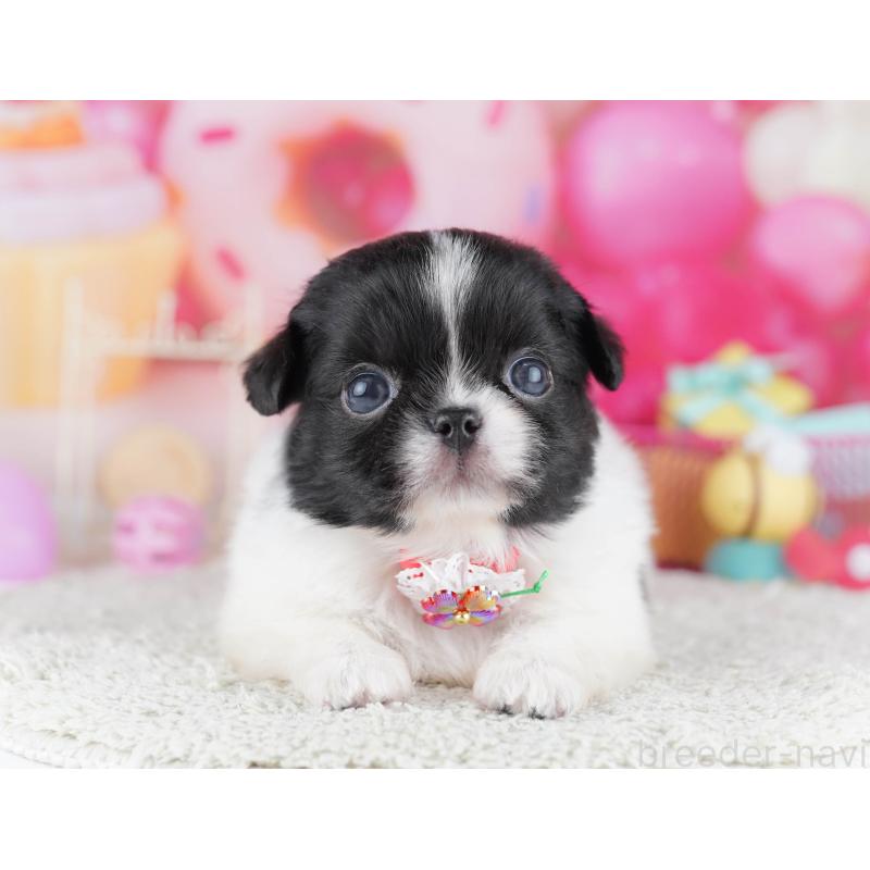 販売中の千葉県のミックス犬-456829の5枚目