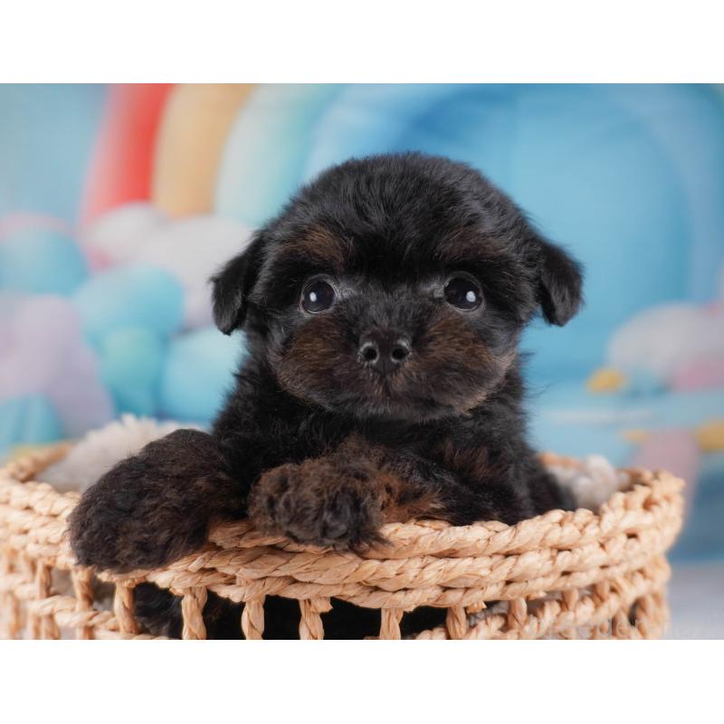 販売中の栃木県のチワプー:チワワ×トイプードル-456753の7枚目