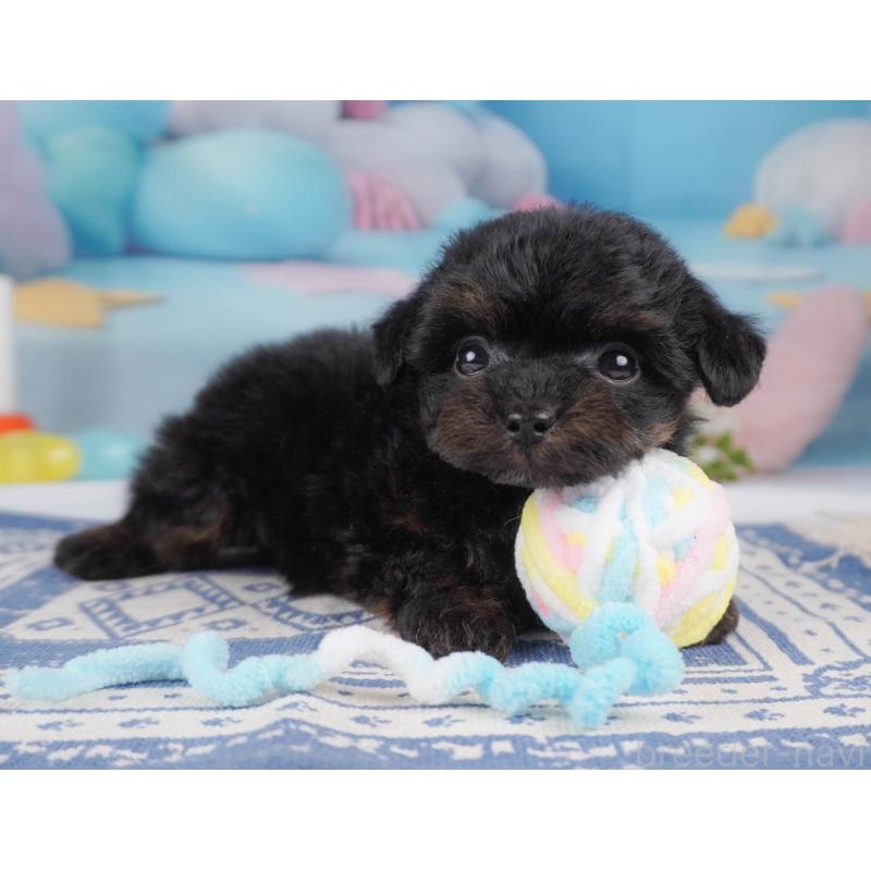 販売中の栃木県のチワプー:チワワ×トイプードル-456753の6枚目