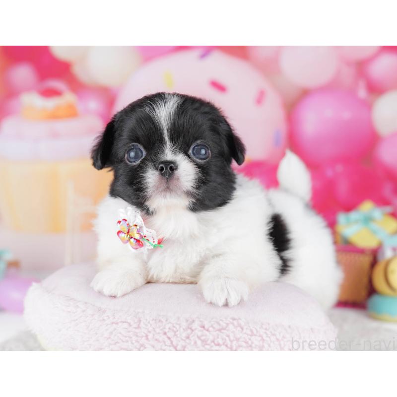 販売中の千葉県のミックス犬-456829の4枚目