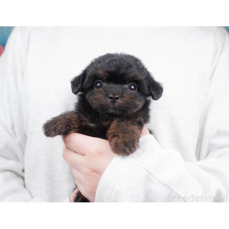 販売中の栃木県のチワプー:チワワ×トイプードル-456753の5枚目