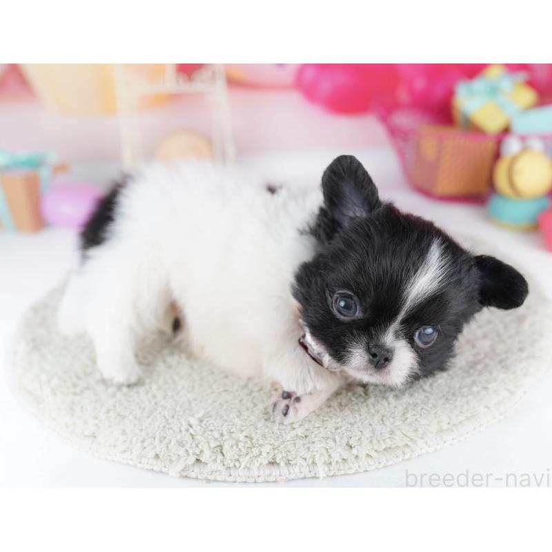 販売中の千葉県のミックス犬-456829の3枚目