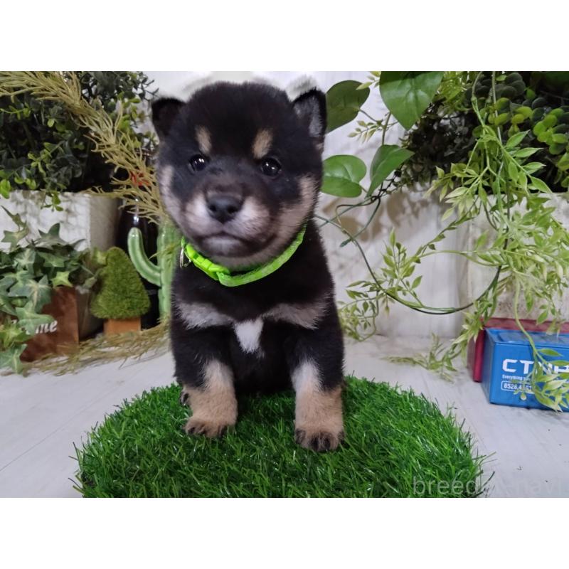 販売中の三重県の豆柴-452432