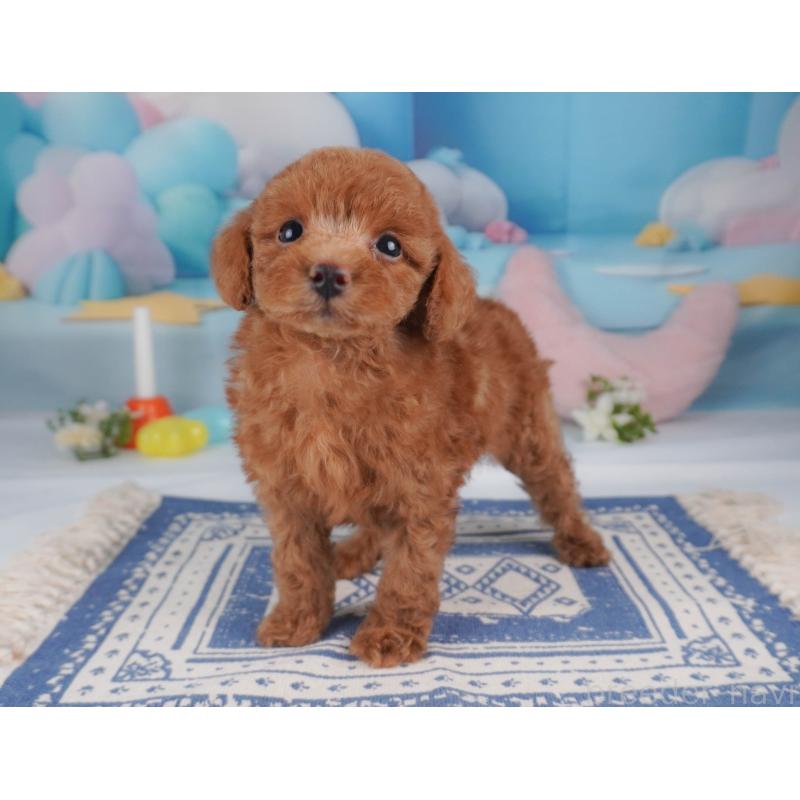 販売中の栃木県のトイプードル-456751の15枚目