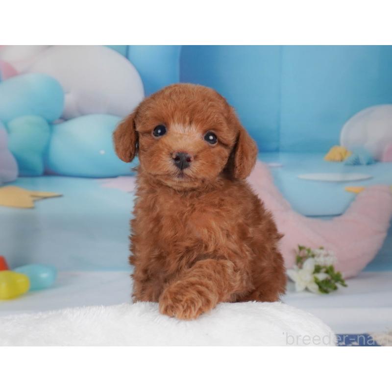 販売中の栃木県のトイプードル-456751の14枚目