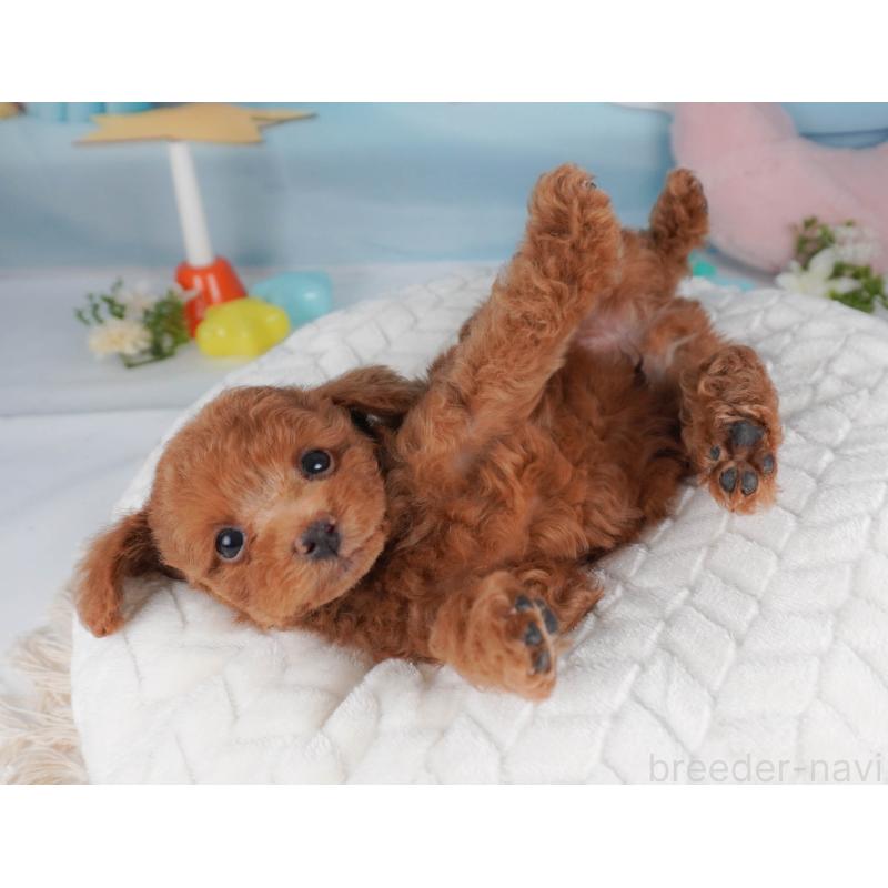 販売中の栃木県のトイプードル-456751の13枚目